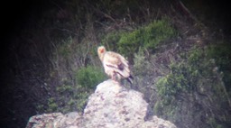 Egyptian Eagle standing on cliff face in Parque Naciaonal de Monfrague